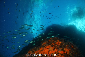 During my second dive I had gained a little deco , I had ... by Salvatore Lauro 